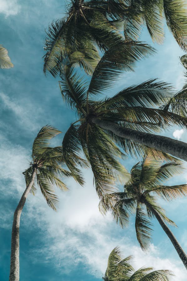 Évadez-vous en guadeloupe : un séjour entre ciel et mer